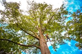 Reliable Northwood, IA Tree Care Services Solutions