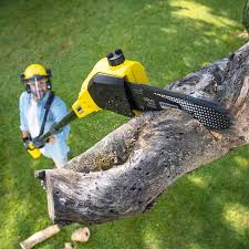 Best Organic Lawn Care Solutions  in Northwood, IA