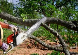 Best Seasonal Cleanup (Spring/Fall)  in Northwood, IA