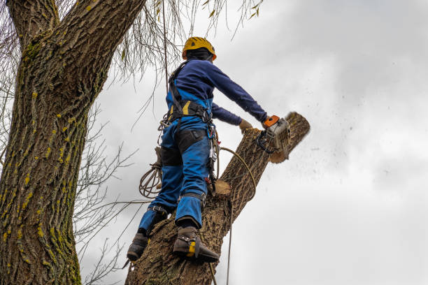 Best Tree Removal  in Northwood, IA