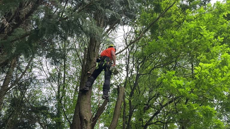 How Our Tree Care Process Works  in  Northwood, IA